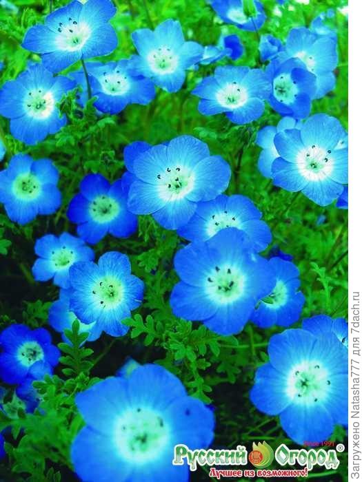 Голубая немофила
