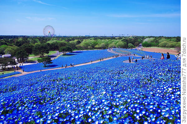 поле из голубой немофилы