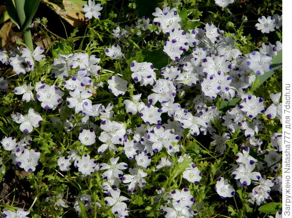 божья коровка