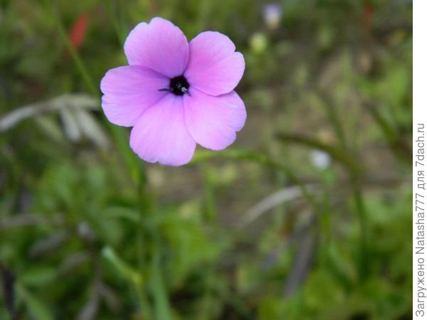 вискария из семян этого пакетика