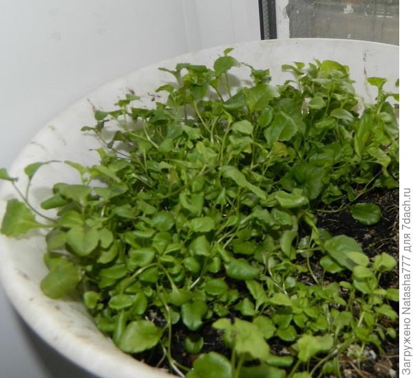 На окошке в марте