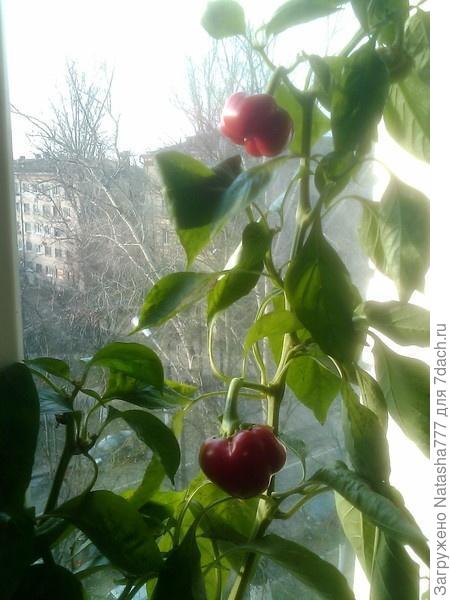 перец на окошке