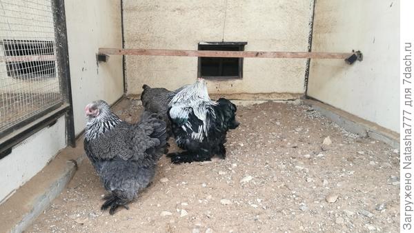вот это курочки!!!!