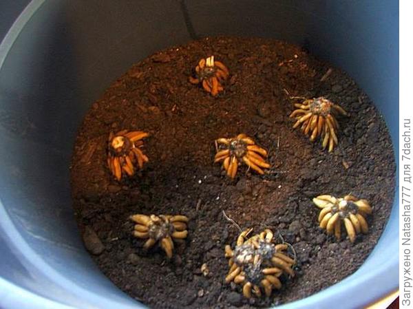 посадка в горшок