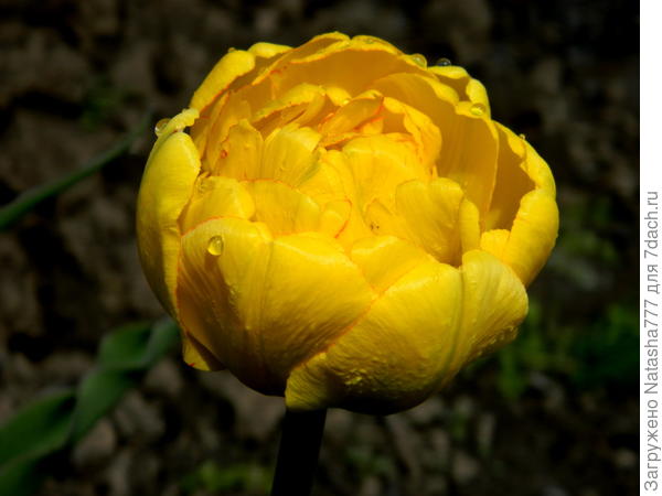 Приз от Садов России