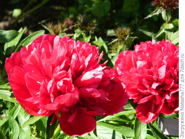 ранние пиончики