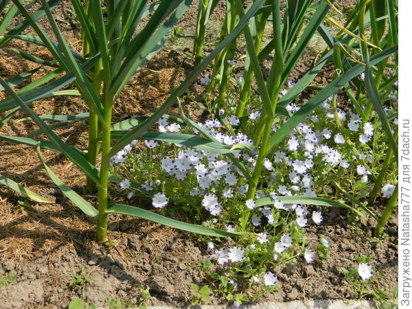 Немофила в чесноке