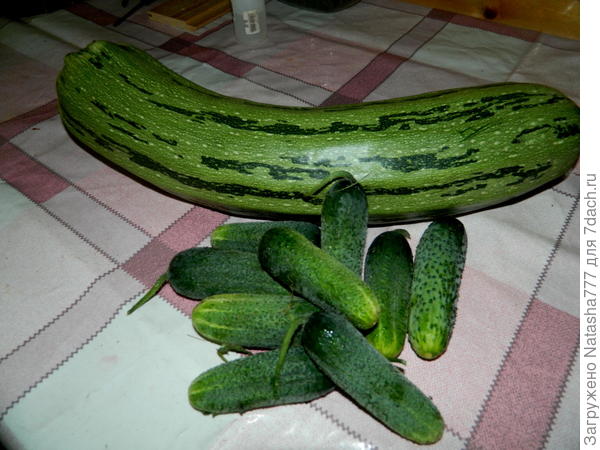 с кабачком