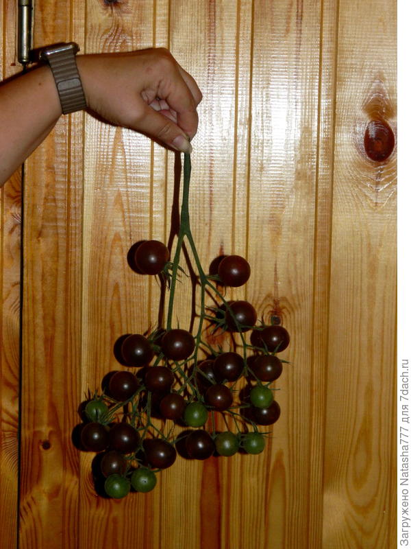 красивая шоколадная кисть