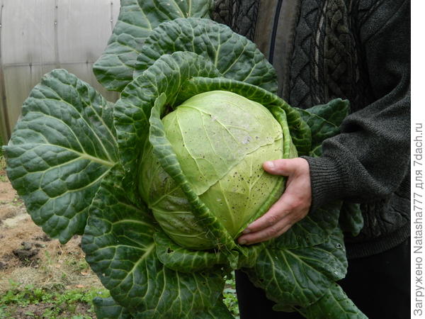 белокочанка