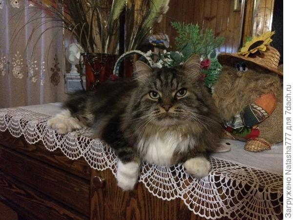 котяра