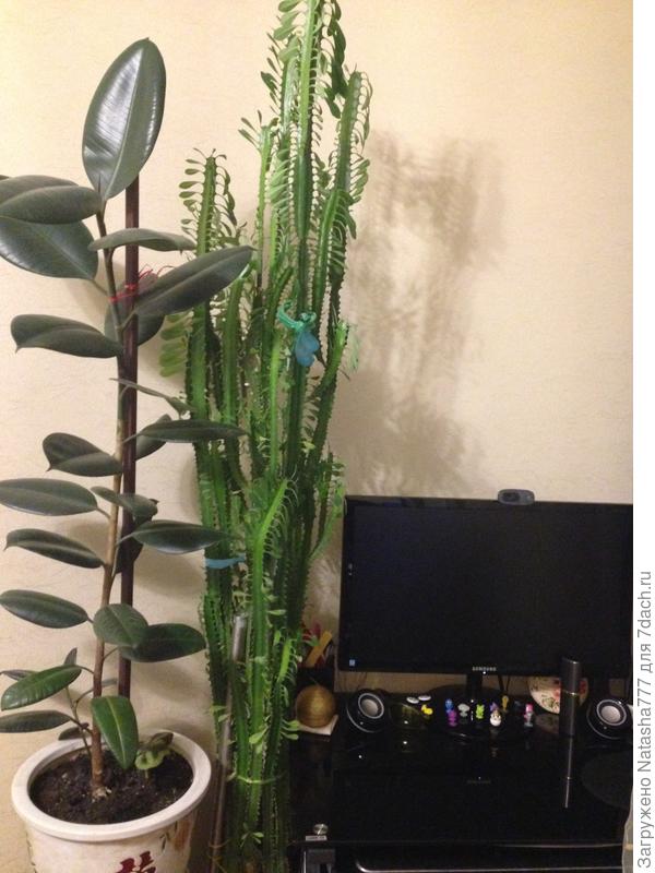 Мой молочай.