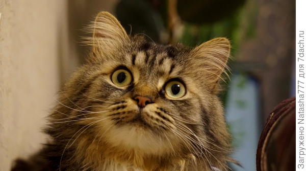 Любопытный Кузьма