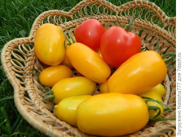 Жирующие томаты фото поэтапно для начинающих