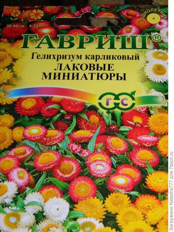 гелихризум