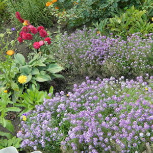 алиссум сиреневый