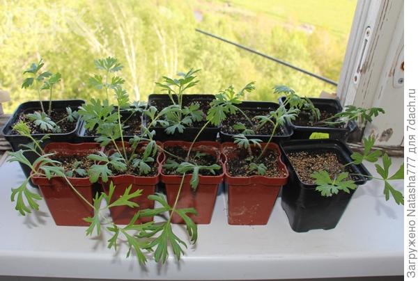 фото не мое