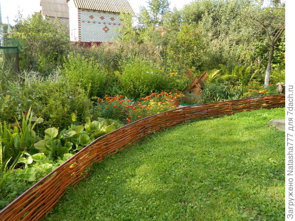 посажен белый клевер