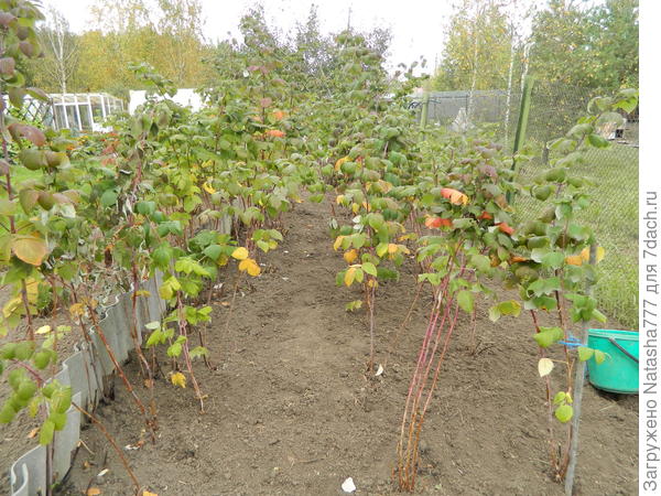 пропалываю малину