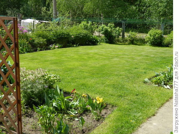 смородина, крыжовник под газоном