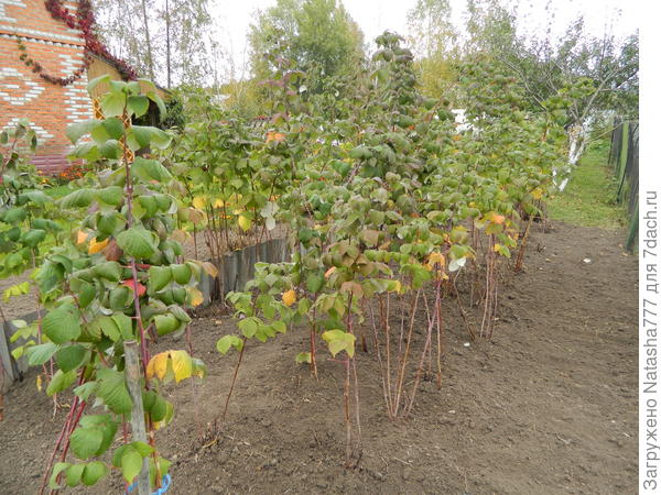 прополка малины