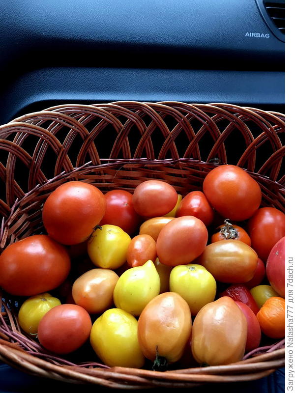 последние помидорчики