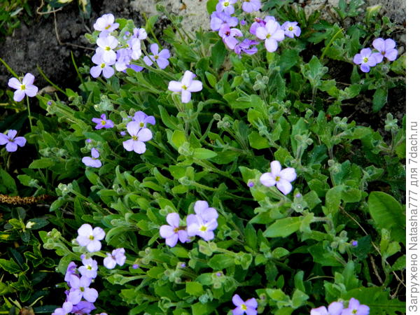 из семян. фиолетовая