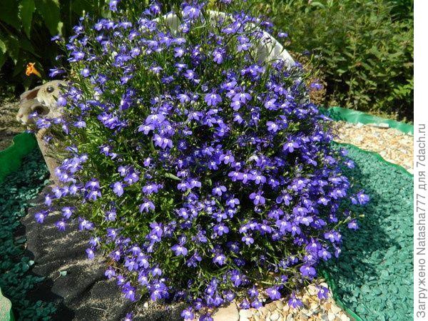 Лобелия в лежачем горшочке