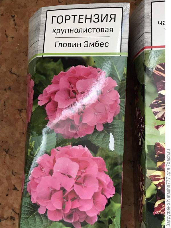 гортензия