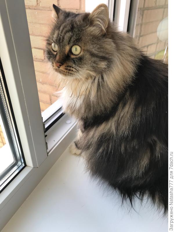 котяра