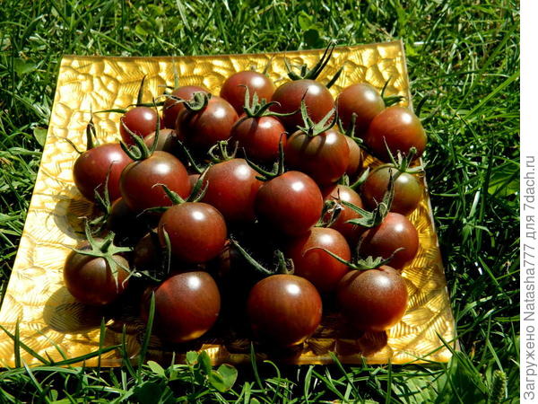 черный шоколад