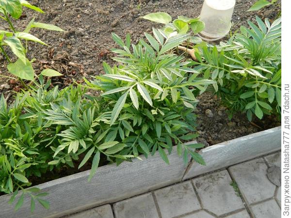 Готовые к высадке в ОГ
