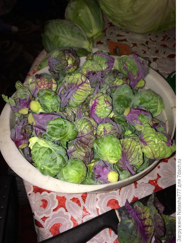 Брюссельская красная