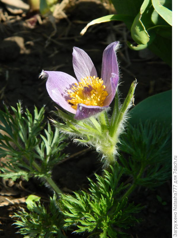 Из моих семян. Сиреневый