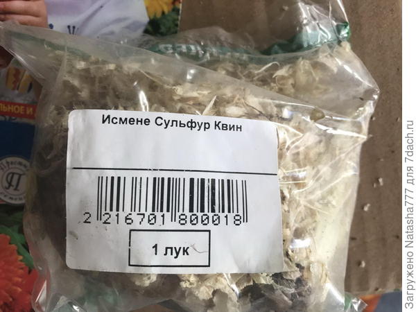 луковица