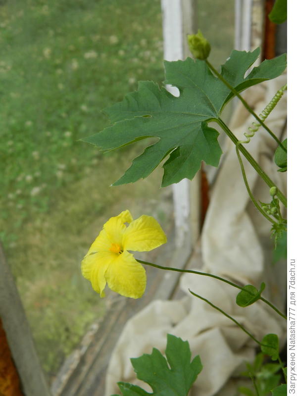 цветет момордика