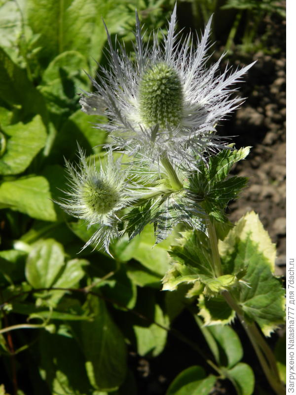 синеголовник