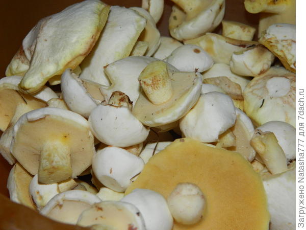 маслятки