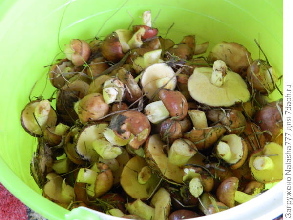 маслятки