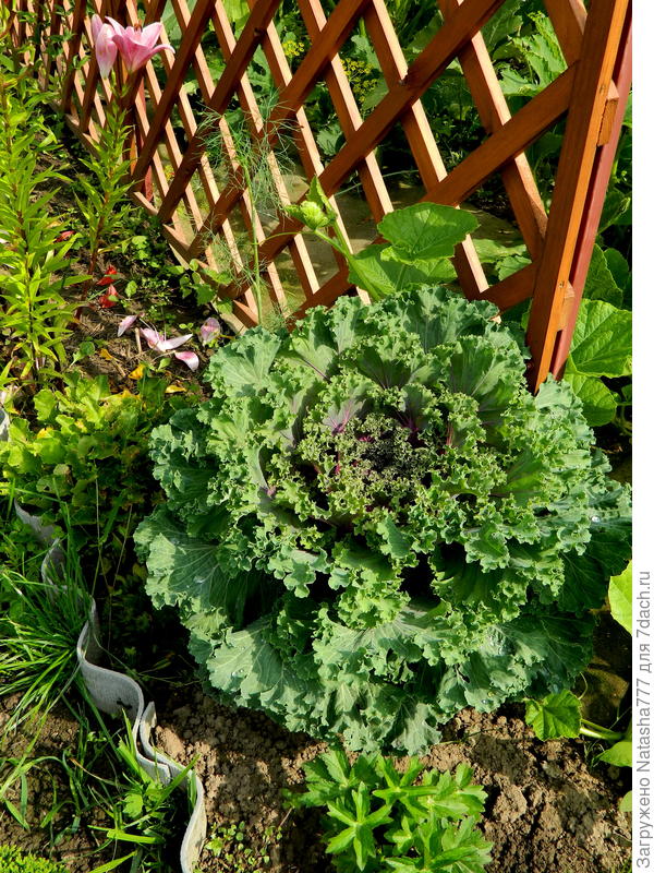 декоративная капустка