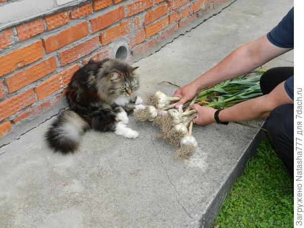 Дегустатор