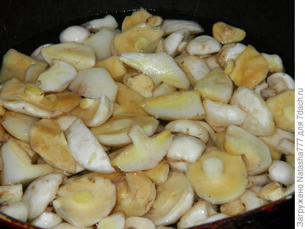 маслятки