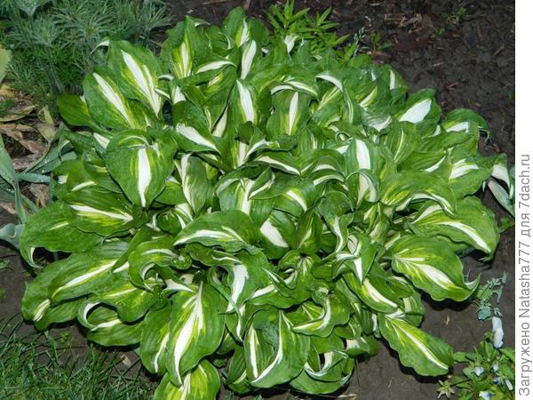 пестролистная