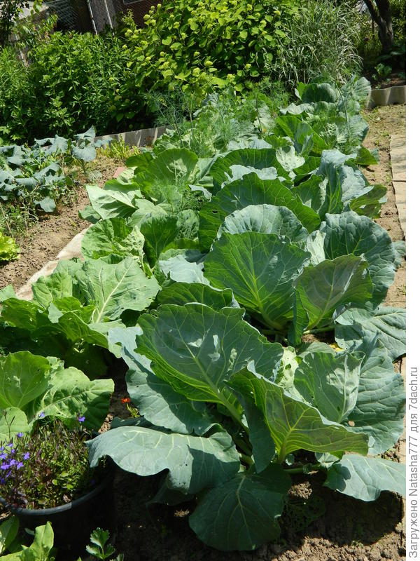 ранняя на фото слева