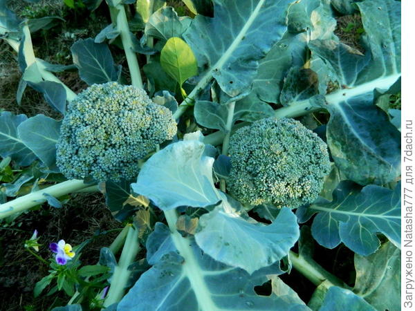 На пасынках