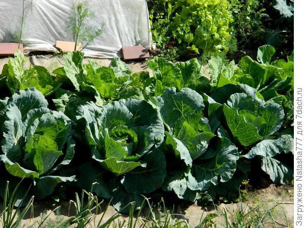 формируем кочанчики