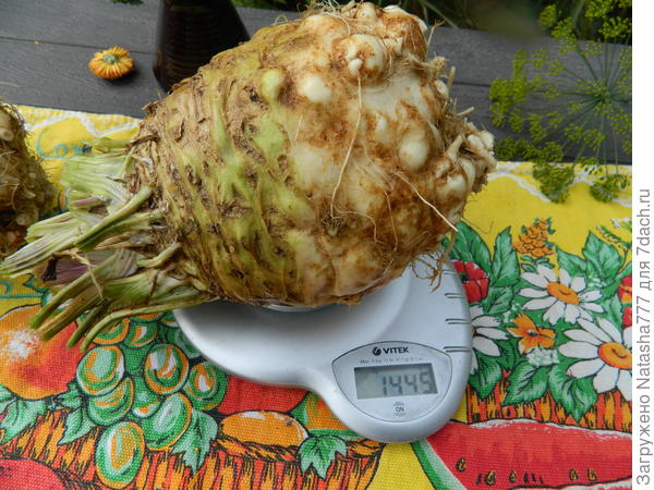 Вес 1445 граммов