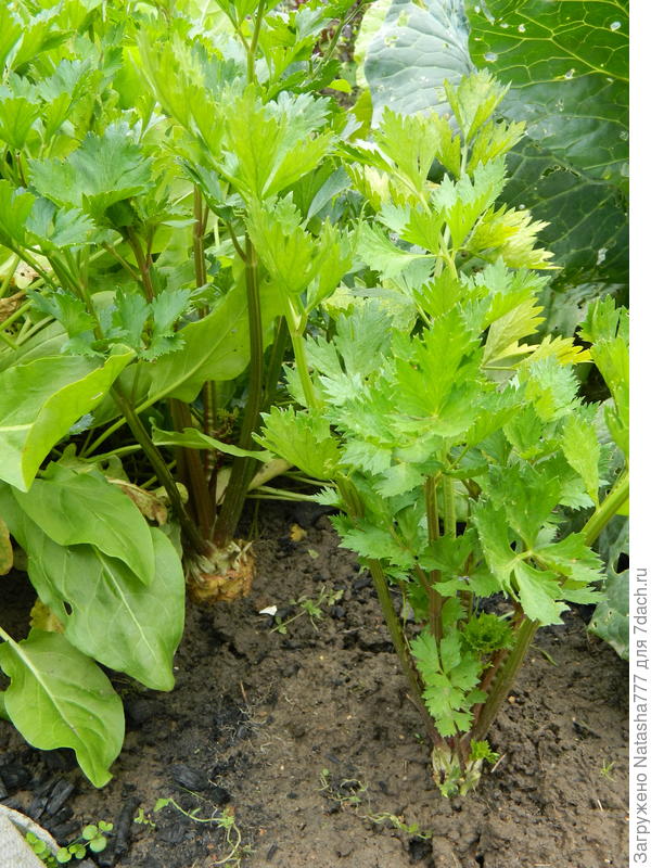 Видно, что одно растение заглублено