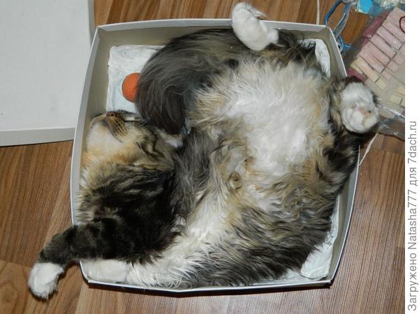 коробочник