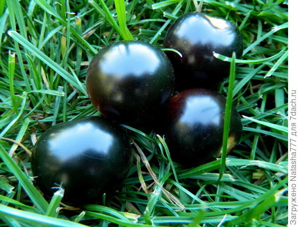 Черная гроздь